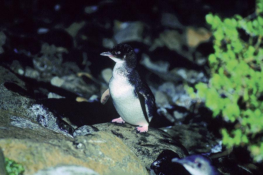 little blue penguin on a creek at dusk