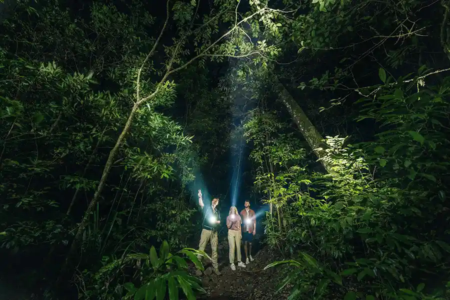 three people with flashlights on a night safari in Australia