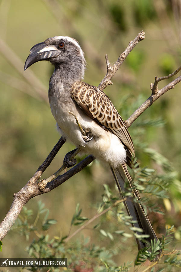 African grey hornbill sitting on a branch