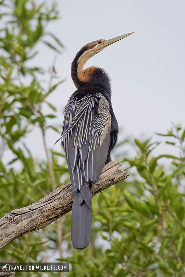 African darter sitting on a branch 