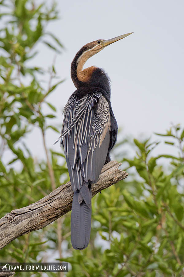 African darter sitting on a branch