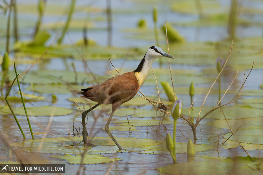 African jacana walking on a shallow pond