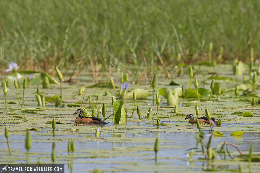 Two African pygmy geese on a wetland