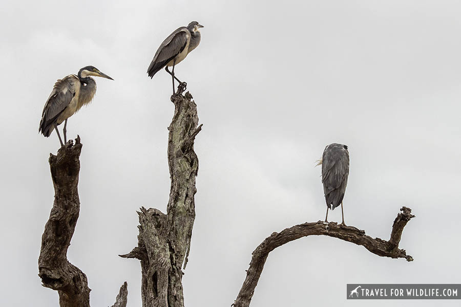 Three black-headed herons standing on top of a tree