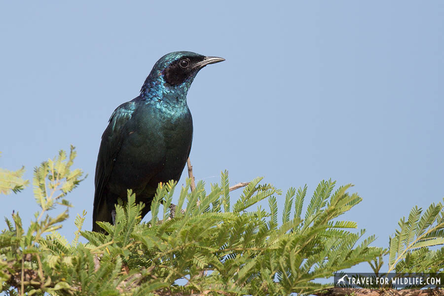 Burchell's starling on top of a tree