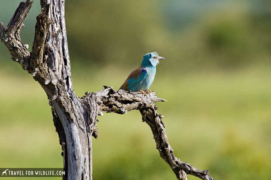 European roller on a branch