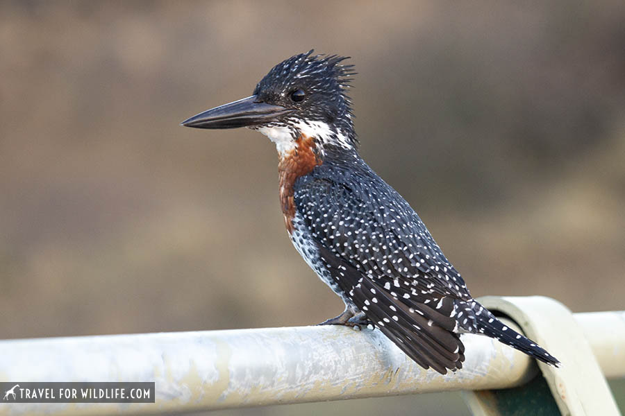 Giant kingfisher sitting on a fence