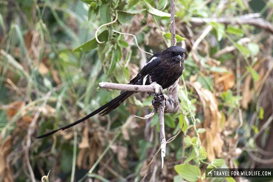 Magpie shrike on a branch