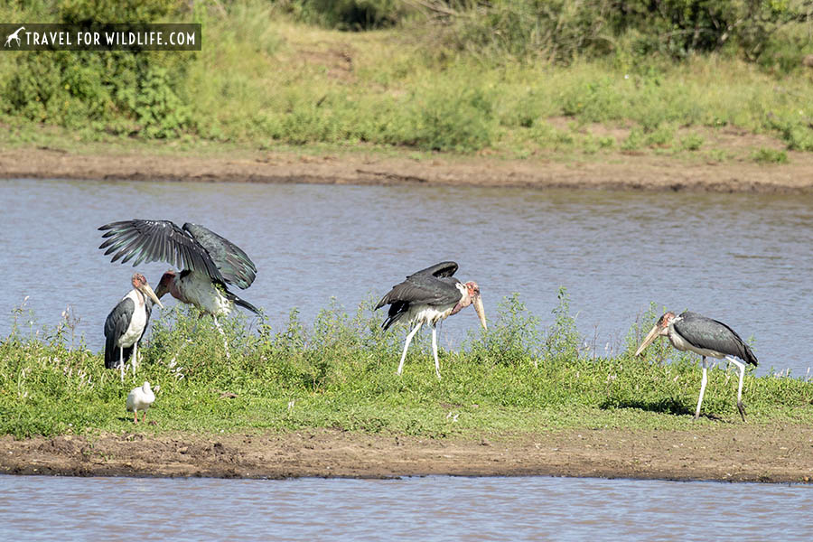 Marabu storks on a wetland