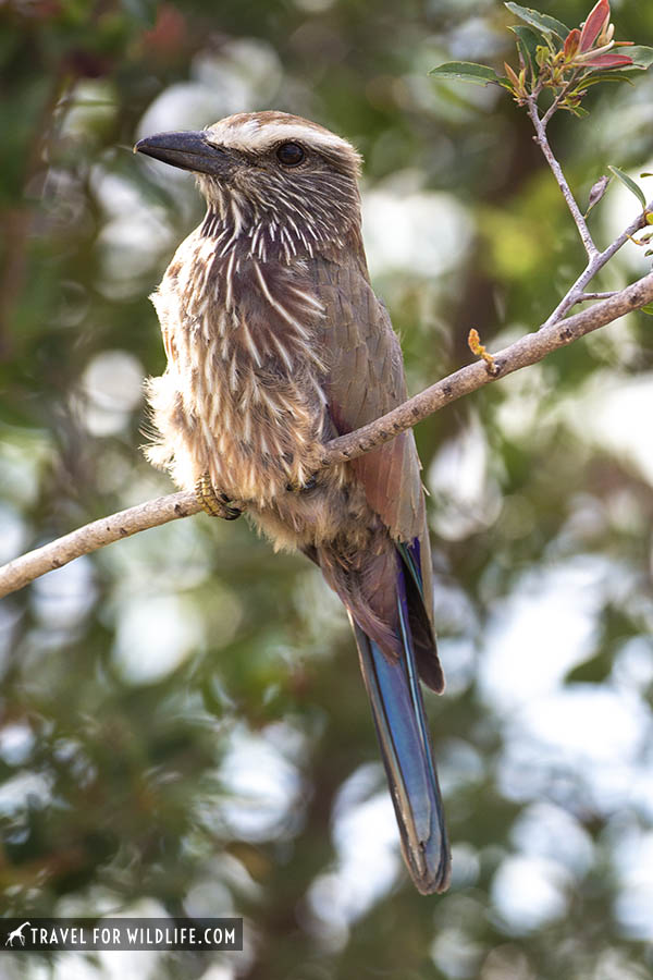 Purple roller on a twig