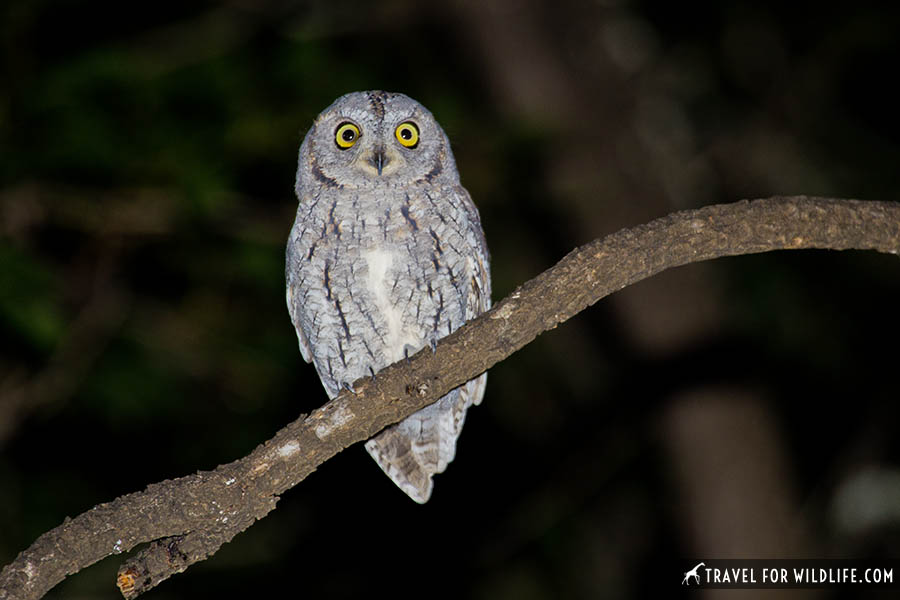 Scops owl at night