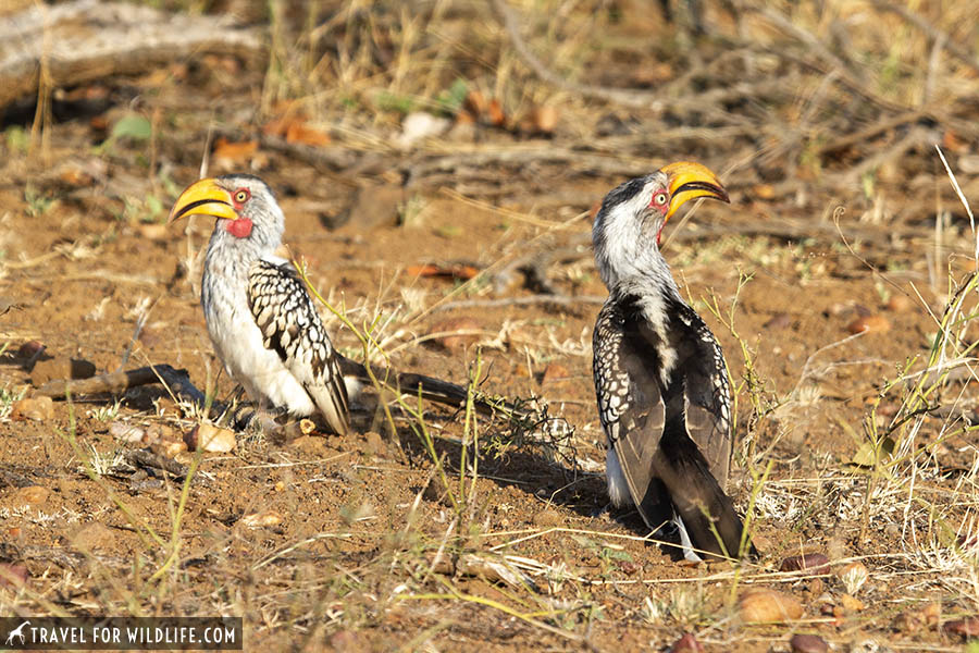 A couple of Southern yellow hornbills on the ground