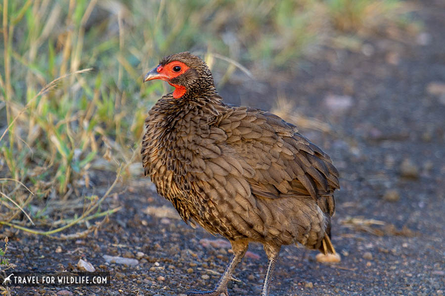 Swainson's spurfowl on a road, spur fowl with red face