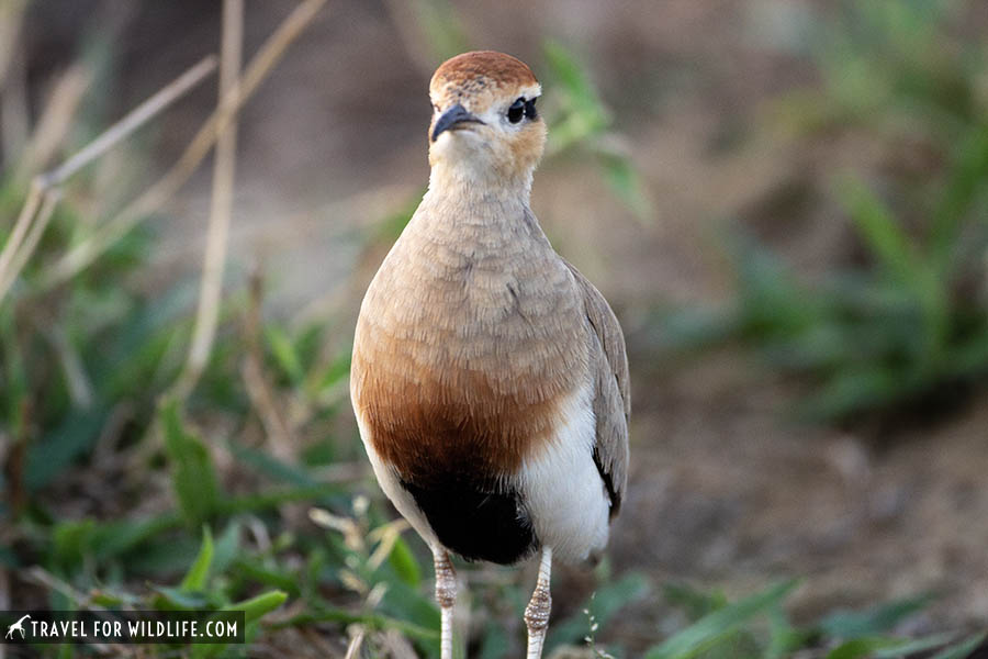 Temmincks courser portrait