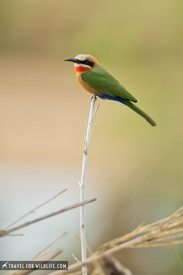 wite fronted bee eater,