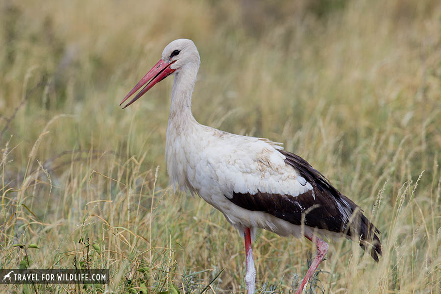 white stork on grass