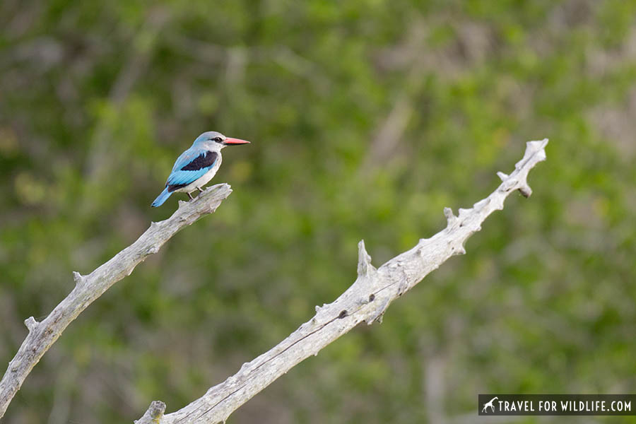 woodland kingfisher standing on a dead branch, bright blue bird