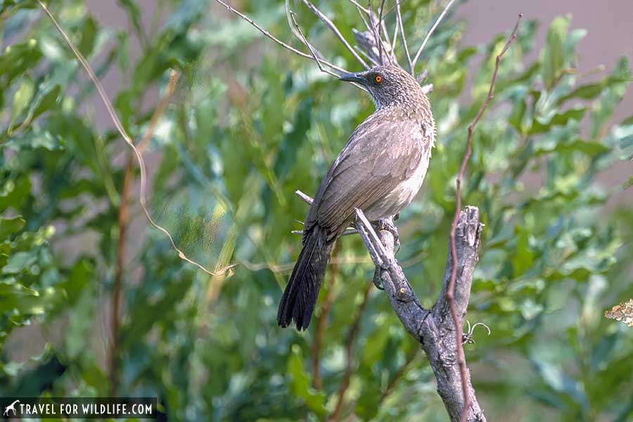 Aero-marked barbler on a bush