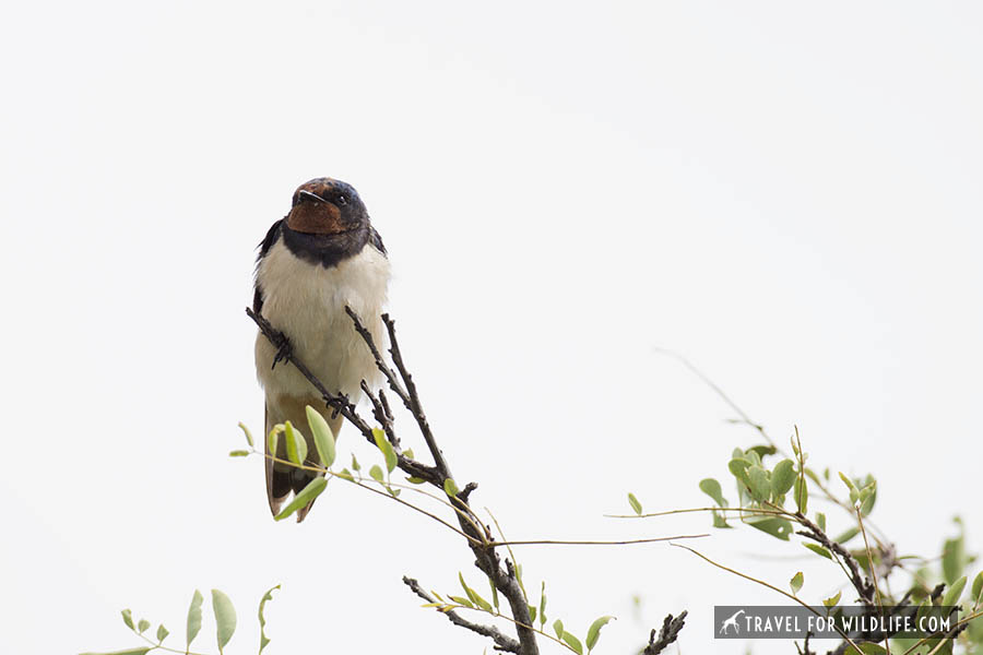 Barn swallow on a branch in Kruger