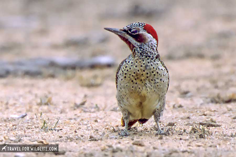 bearded woodpecker on the ground