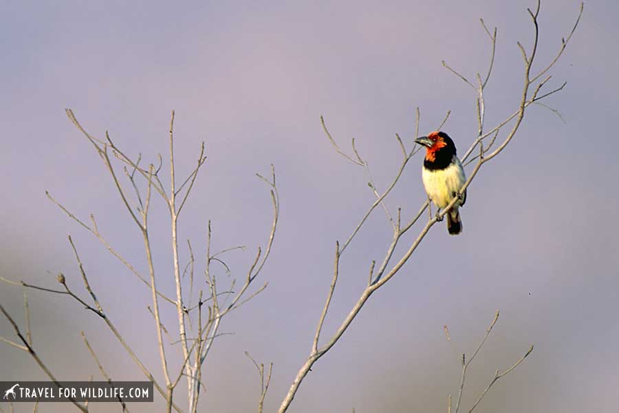 black-collared barbet on a branch