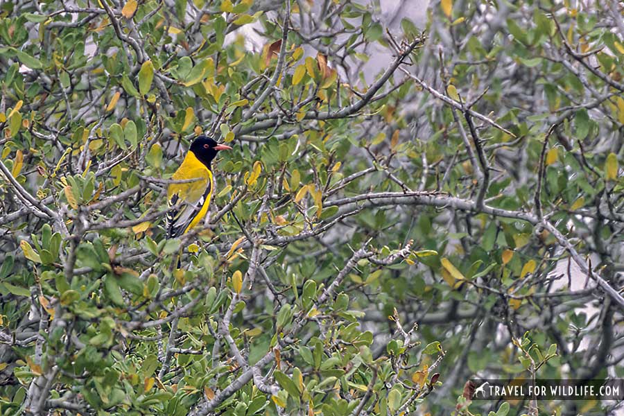 black-headed oriole on a bush