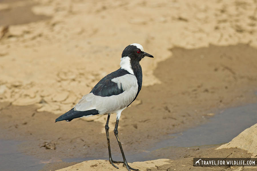 Blacksmith lapwing standing on sand