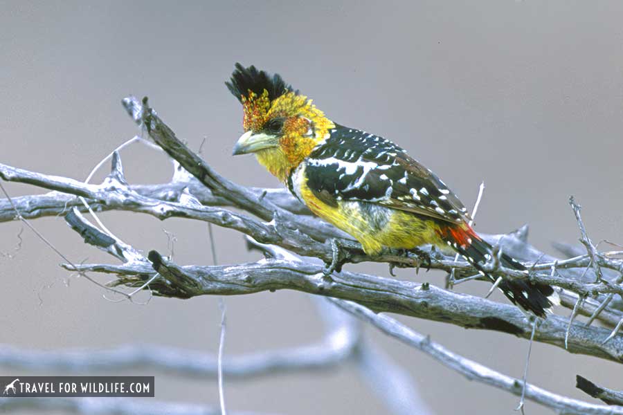 crested barbet on a branch in kruger