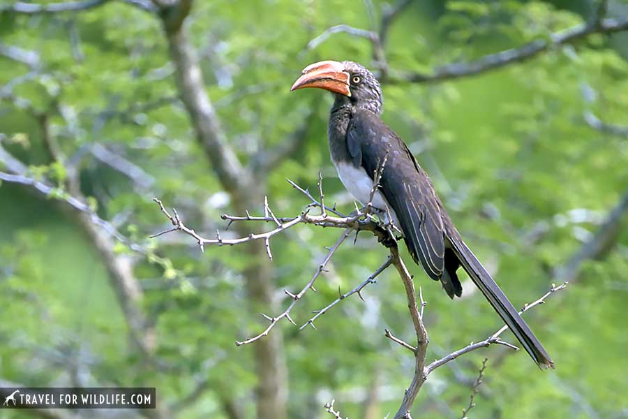 crowned hornbill, birds of kruger on a branch