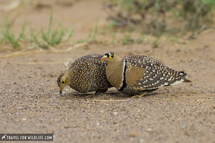 Double-banded sandgrouse, male and female