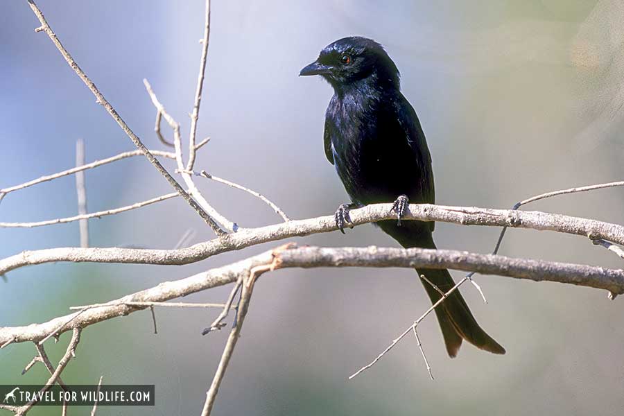 fork tailed drongo