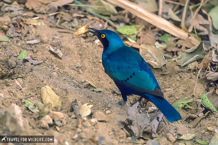 greater blue eared starling