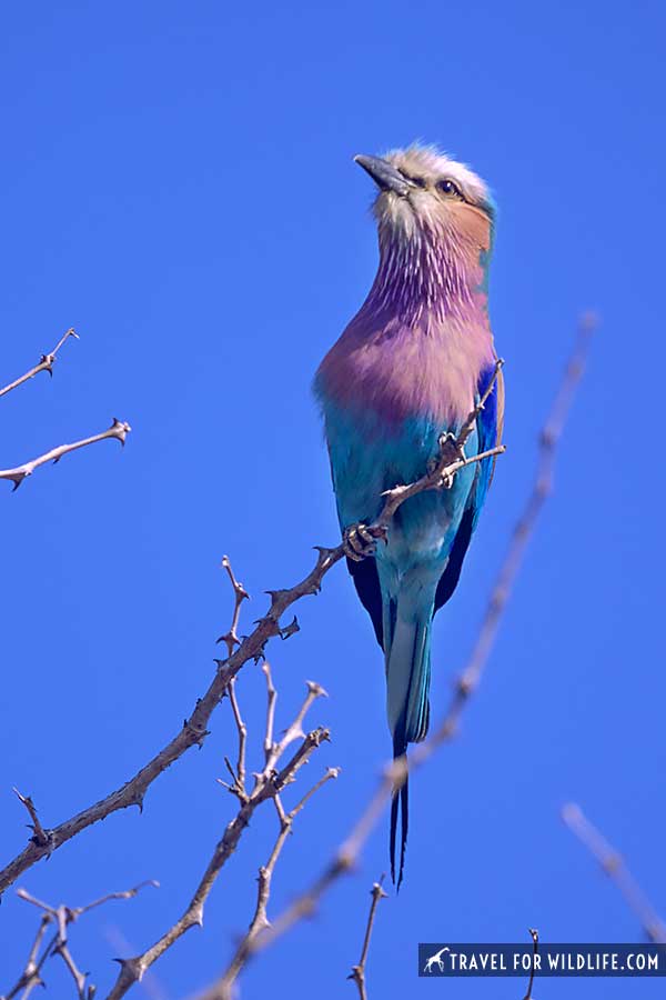 lilac breasted roller on a branch