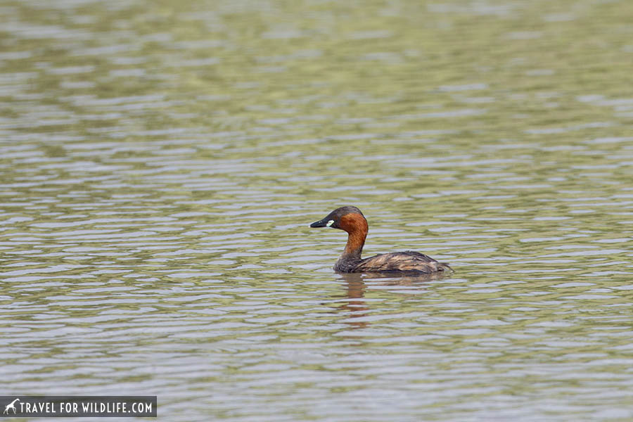 Little grebe swimming on a pond in Kruger