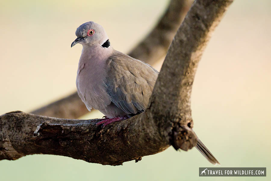 African mourning collared dove on a branch