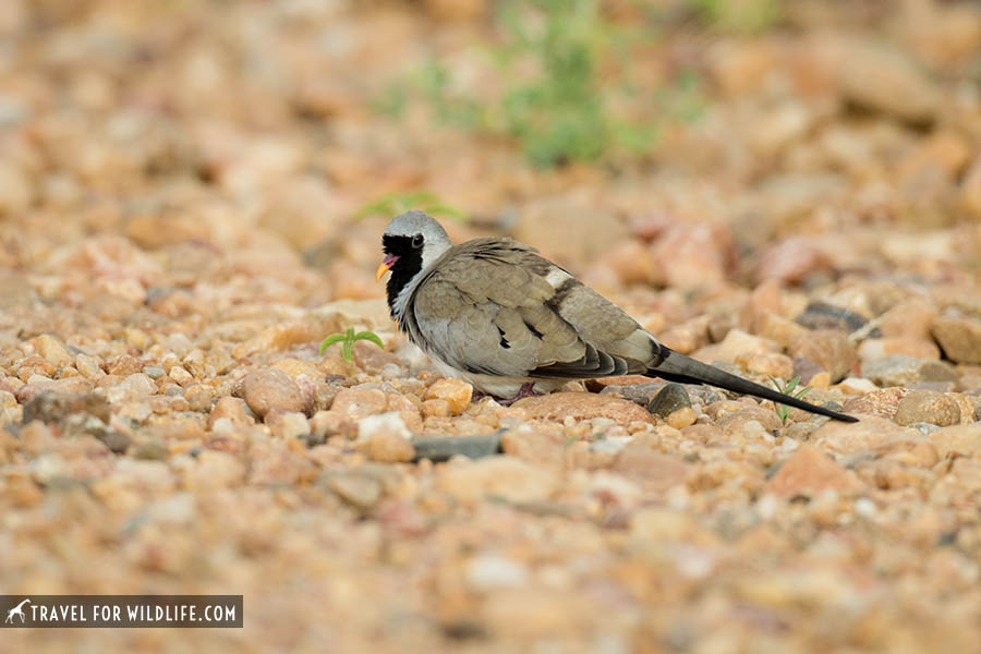 Namaqua dove walking on the ground in Kruger