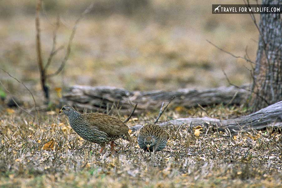 Natal spurfowl on the ground