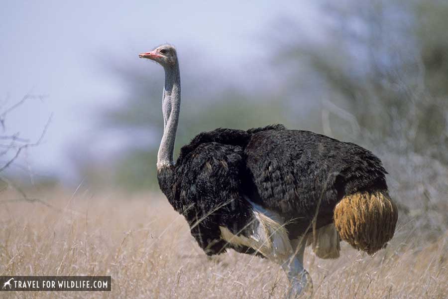 Ostrich, biggest birds of Kruger National Park