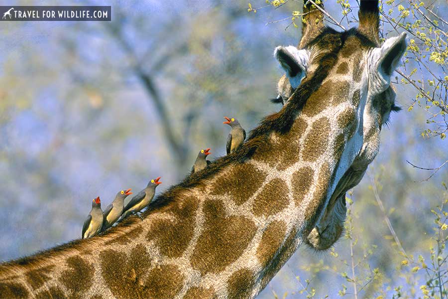 small birds sitting on a giraffe neck
