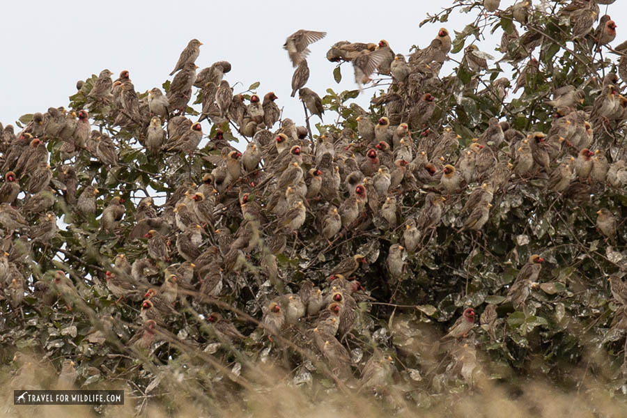 Bush full of red billed queleas