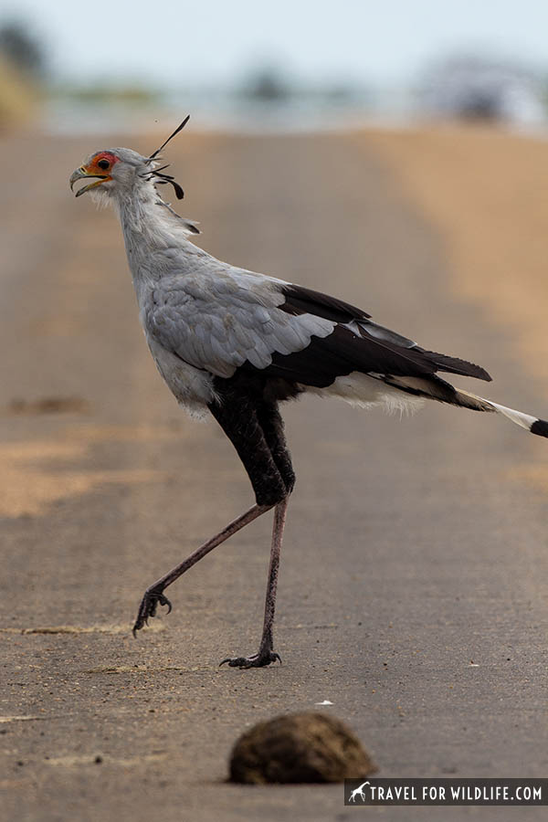Secretary bird crossing a road