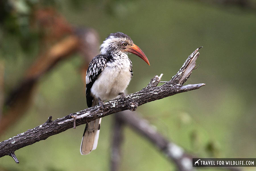 Southern red-billed hornbill on a branch
