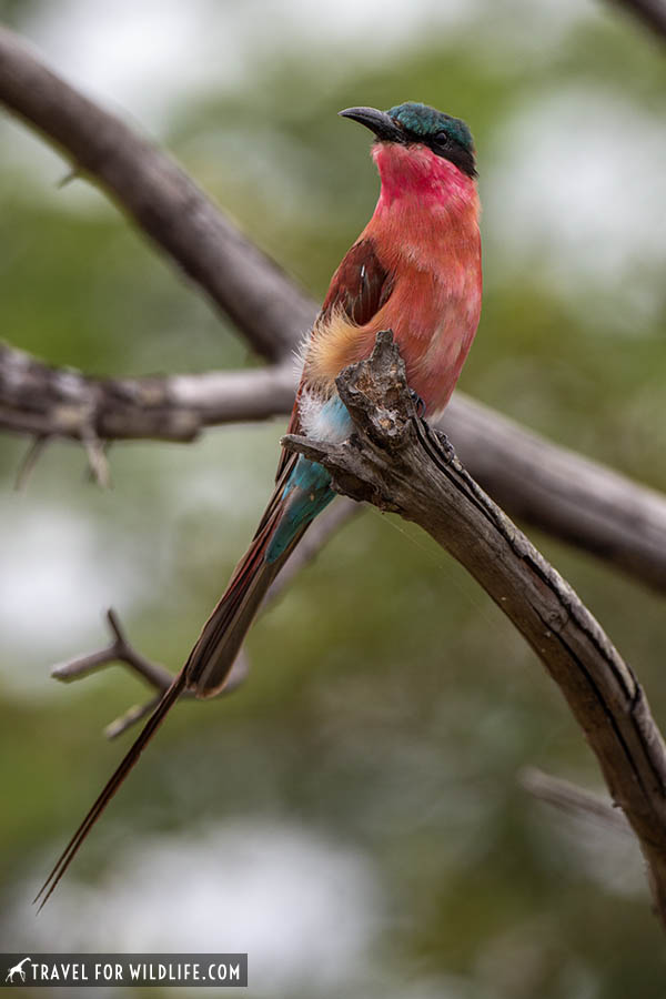 Southern carmine bee eater