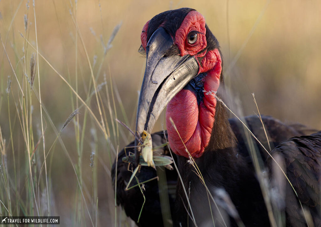 Southern ground hornbill with big insect in beak