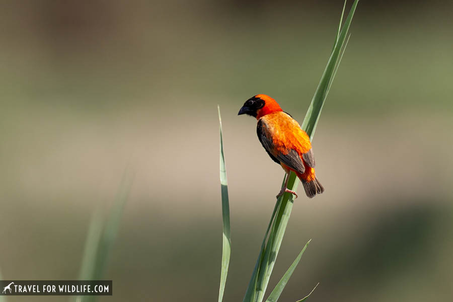 Southern red bishop, red bird with black mask