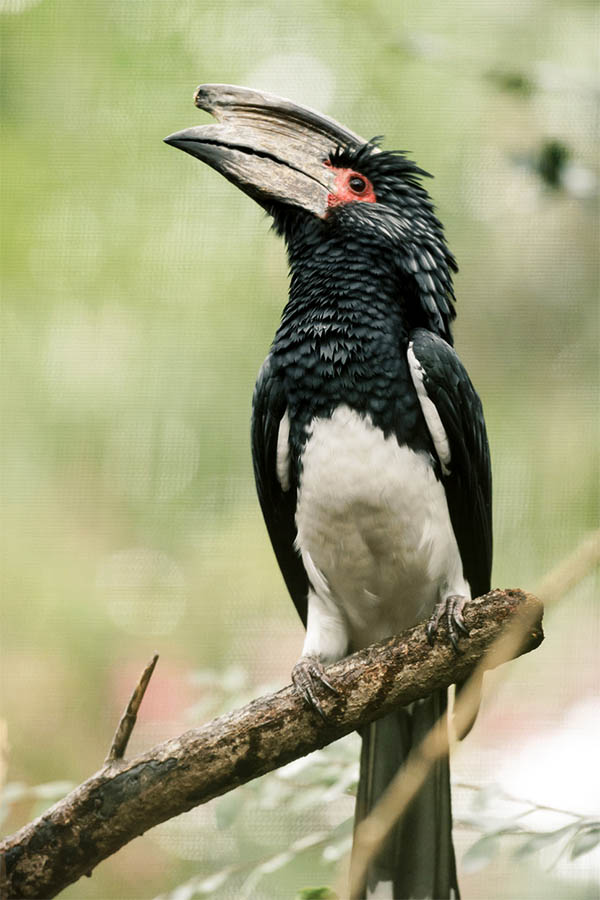 Trumpeter hornbill 