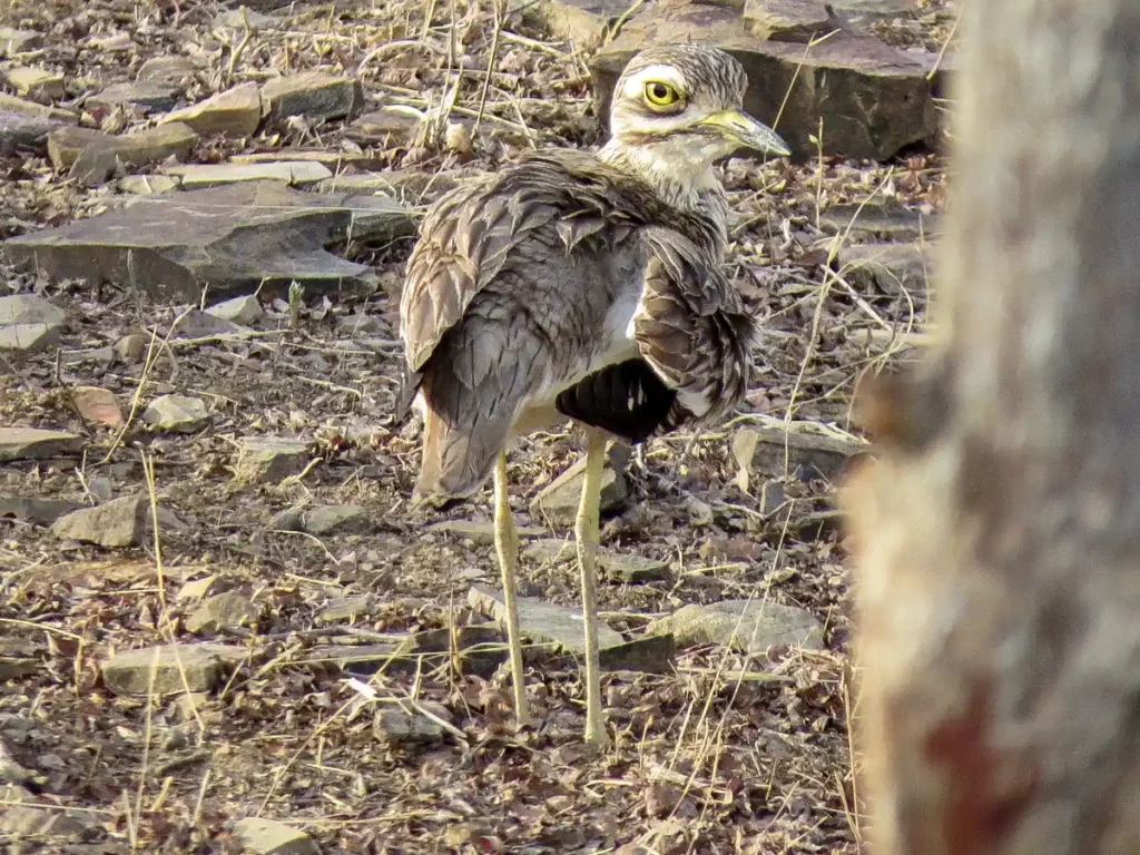 thick knee bird in India