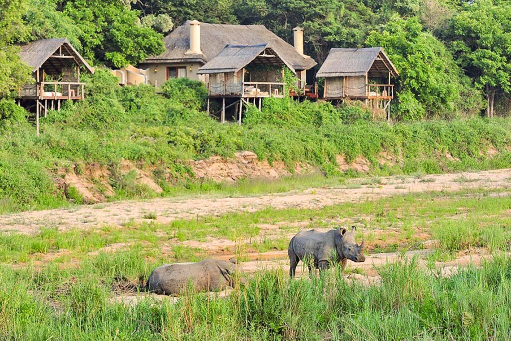 Two white rhinos relaxing on the dry riverbed in front of a safari lodge