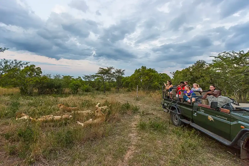safari vehicle with tourists watching a pride of lions