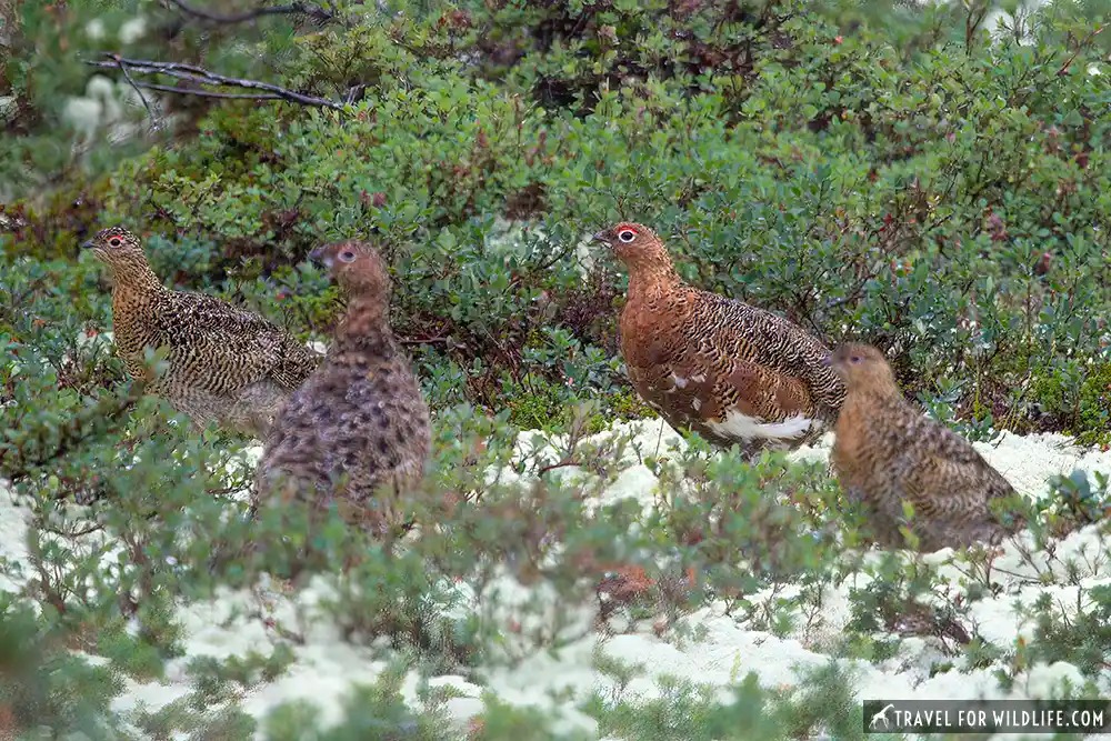 family of willow ptarmigans